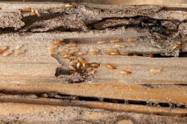 Best Exterminator Services  in Rochester, NY
