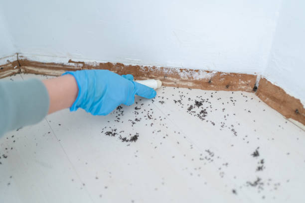 Best Mosquito Control Services  in Rochester, NY